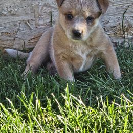 Tater - Red speckled female Australian Cattle Dog puppy in Cora, Wyoming from Lyla Hinman's Australian Cattle Dogs