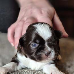 Chocolate boy 2 - Chocolate male Shih Tzu puppy in Newark, Ohio from Gemini Kennels