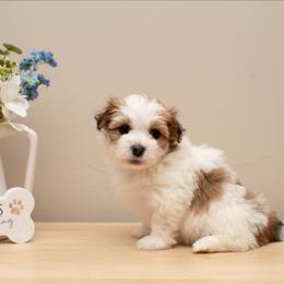 Gracie - Red female Havanese puppy in North Lawrence, Ohio from Tiffany's Havanese