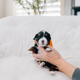 Mater - Tri-color male Bernedoodle puppy in Murray, Utah from Sun Valley Doodles