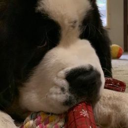 Saint Bernard Puppies from Fletchers Saints