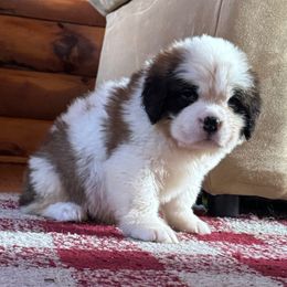White Collar - Brown and white female Saint Bernard puppy in New York from Johnson Farms