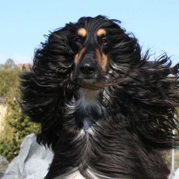 Clyde - Afghan Hound