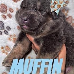 Muffin - Blue female German Shepherd puppy in Fort Jennings, Ohio from Von Holtzapple German shepherds