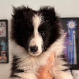 Nebula - Black and white female Shetland Sheepdog puppy in Miami, Florida from Cielito Lindo Shelties