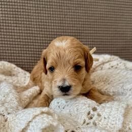 Tan - Cream male Goldendoodle puppy in Fruita Colorado, Colorado from Oodles of Teacup Doodles