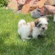 Gus - White and tan male Mal-Shi puppy in Calhan, Colorado from Millennium Falcon Kennels