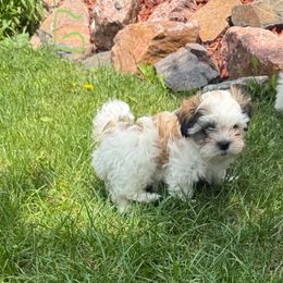 Gus - White and tan male Mal-Shi puppy in Calhan, Colorado from Millennium Falcon Kennels
