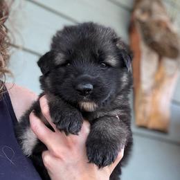 Jasper - Black male Shiloh Shepherd puppy in Bartlett, Tennessee from The Mighty Quinn Shilohs