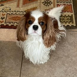 Pierogi - Cavalier King Charles Spaniel