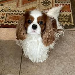 Pierogi - Cavalier King Charles Spaniel