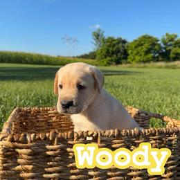Woody - Yellow male Labrador Retriever puppy in Lucasville, Ohio from Backwoods Labradors