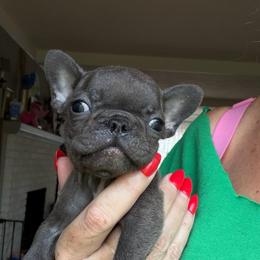 Girl 3 - Blue female French Bulldog puppy in Capac, Michigan from Puddles Palace Puppies