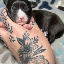 Tater - Brindle and white male American Corgi puppy in Greenwood, Indiana from Witch Creek Corgis