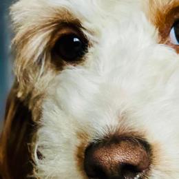 Lady - Cavapoo