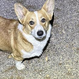 Reba - Pembroke Welsh Corgi