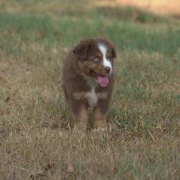 Miniature Australian Shepherd Puppies from MAC's Cirkles 8 Aussies
