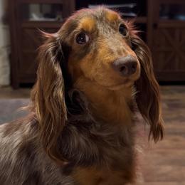 Rocket - Dachshund