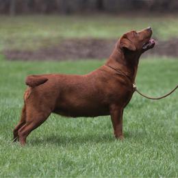 Memphis Reign - Labrador Retriever