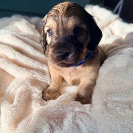 Blue collar male - Cream male Dachshund puppy in Madison, Indiana from Jensen Dobermans and Dachshunds