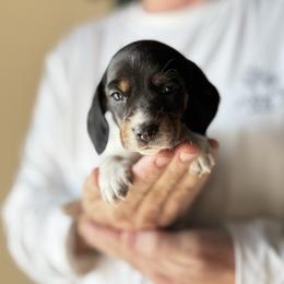 Duchess - Piebald female Dachshund puppy in Skiatook, Oklahoma from Willies Weinies