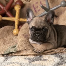 Sable Male - Fawn French Bulldog puppy in Vancouver, Washington from Summer Sky French Bulldogs