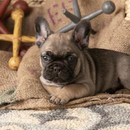 Sable Male - Fawn French Bulldog puppy in Vancouver, Washington from Summer Sky French Bulldogs
