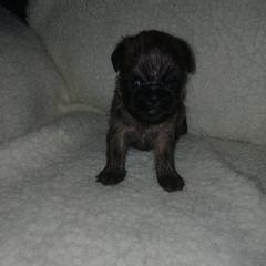 Brussels Griffon Puppies from Carol's Brussels Griffon
