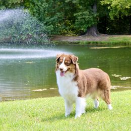Red - Australian Shepherd