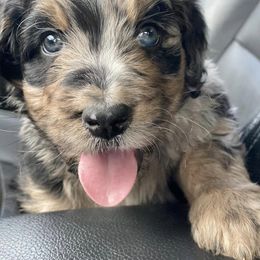 Bernedoodle and Bernese Mountain Dog Puppies from Lost Coast Bernese Mountain Dogs