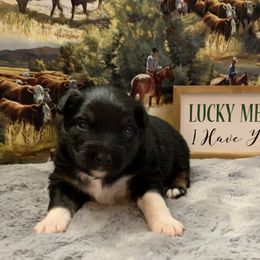 Miniature Australian Shepherd Puppies from BlueZion Aussies