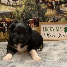 Miniature Australian Shepherd Puppies from BlueZion Aussies