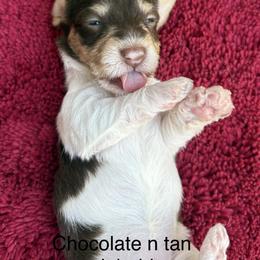 AKC wirehair Chocolate n tan piebald - Chocolate and tan female Dachshund puppy in Helenville, Wisconsin from Remarkable Doxies