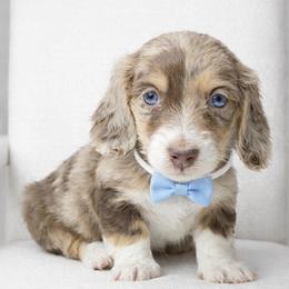 Magic (No breeding homes allowed) - Dapple male Dachshund puppy in Fayetteville, North Carolina from RRD