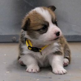 Yellow collar - Sable female Pembroke Welsh Corgi puppy in Alpine, Texas from Storm Dogos & Country Corgis