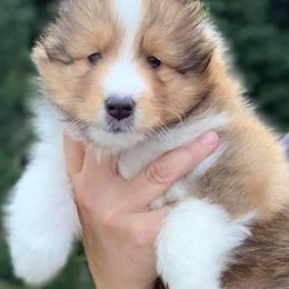 Shetland Sheepdog Puppies from Royal Tea Shelties