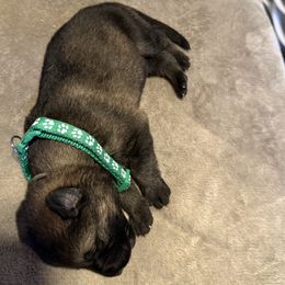 Boy 3 drk green - Sable male German Shepherd puppy in Newsoms, Virginia from A Tier Above Shepherds