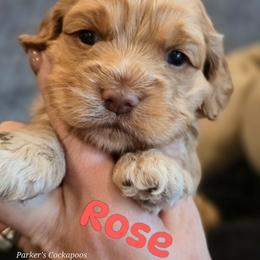 Rose - Red female Cockapoo puppy in Perry, Arkansas from Parker's Cockapoos