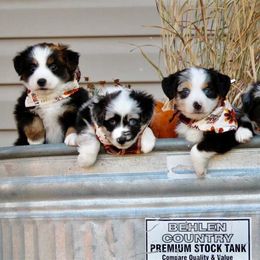 Australian Shepherd and Miniature Australian Shepherd Puppies from Canyon Creek Aussies