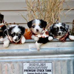 Australian Shepherd and Miniature Australian Shepherd Puppies from Canyon Creek Aussies