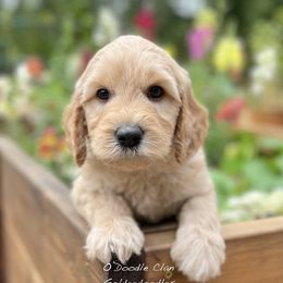 Goldendoodle Puppies from O’Doodle Clan Goldendoodles