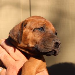 Boy 2 - Red wheaten male Rhodesian Ridgeback puppy in Broussard, Louisiana from Karamojo Ridgebacks,  Quality over Quantity