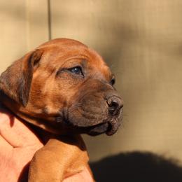 Boy 2 - Red wheaten male Rhodesian Ridgeback puppy in Broussard, Louisiana from Karamojo Ridgebacks,  Quality over Quantity