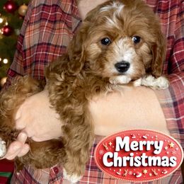 Jeff - Red male Cavapoo puppy in Gilbert, Arizona from Azbernedoodlepuppies