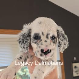 Rumor - White and black male Dalmatian puppy in Janesville, Wisconsin from Legacy Dalmatians