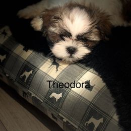 Shih Tzu Puppies from BVPT puppies