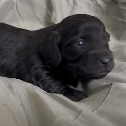 Nara - Black female Dachshund puppy in Sheridan, Arkansas from Farmhouse Dachshunds