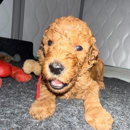 Red - Red  male Poodle puppy in Keedysville, Maryland from Sunshine Red Standard Poodles