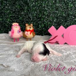 Violet girl - Black and white female Bernedoodle puppy in Modesto, California from Two Doods Doodles