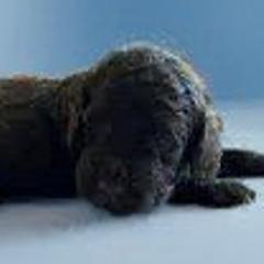 Affenpinschers, Barbets, and Tibetan Terriers from Gemms Kennels Tibetan Terriers